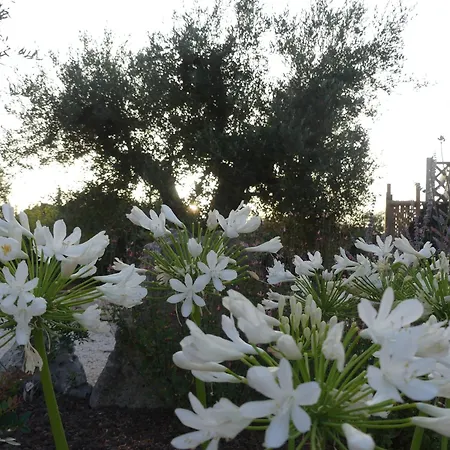 Trullo Manivida Locorotondo